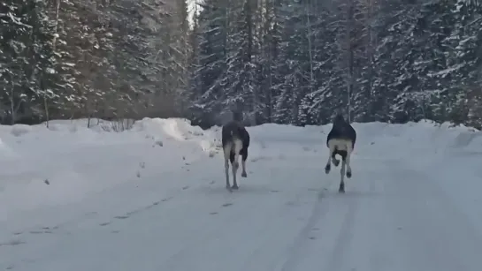 Лоси под Онегой