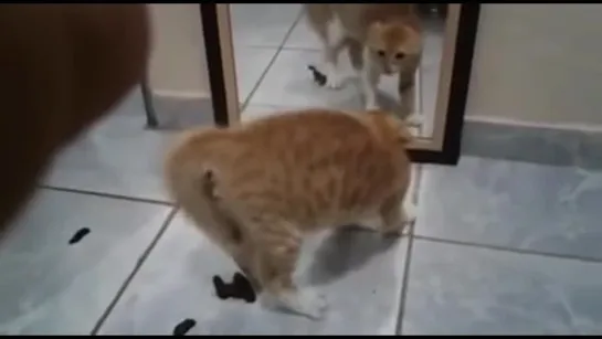 Кот и зеркало (Cat and the mirror)