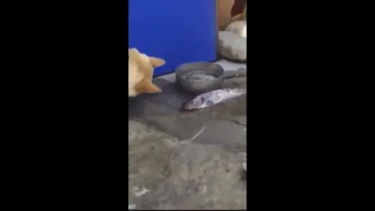 Dog rescues fish