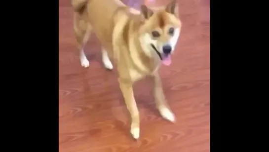 The Dancing Doge 8