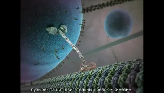 «ЛЕЙКОЦИТ» The Inner Life of the Cell (Внутренняя жизнь клетки)