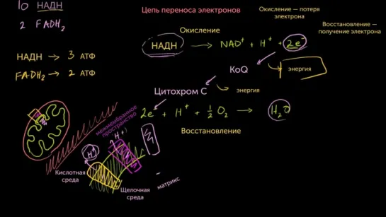 Цепь переноса электронов