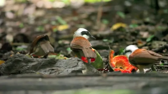 White-crested Laughingthrush