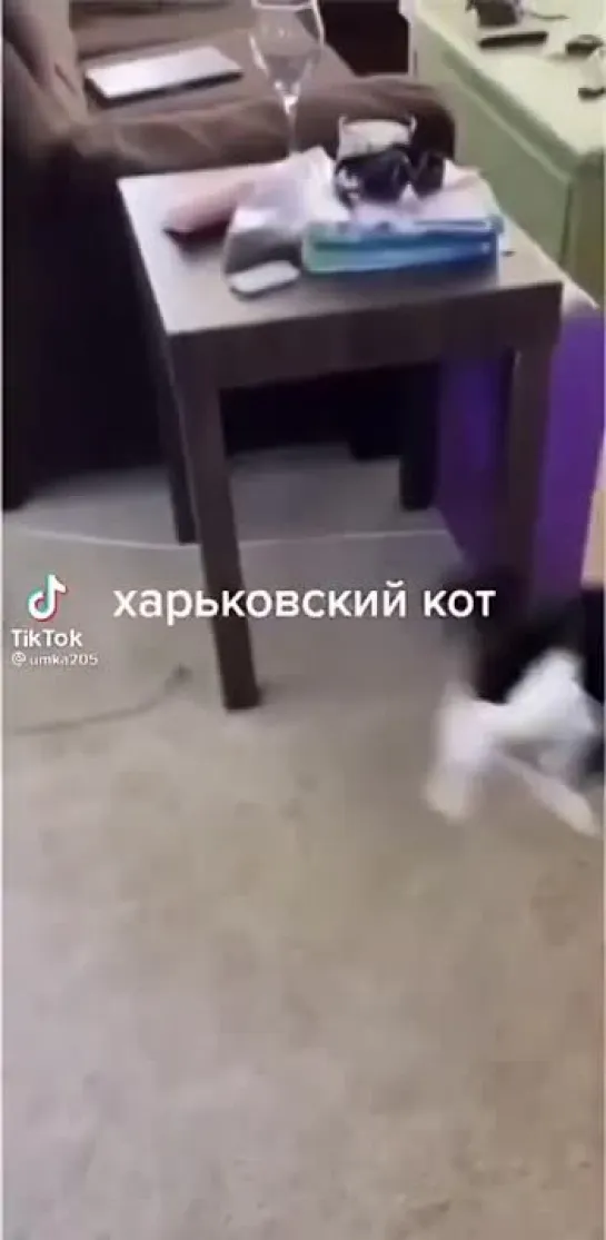 харьковский кот