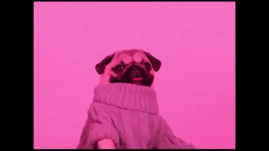 Pug Line Bling