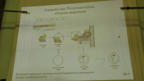 Карпова О. В. Вирусология 4. РНК-содержащие вирусы