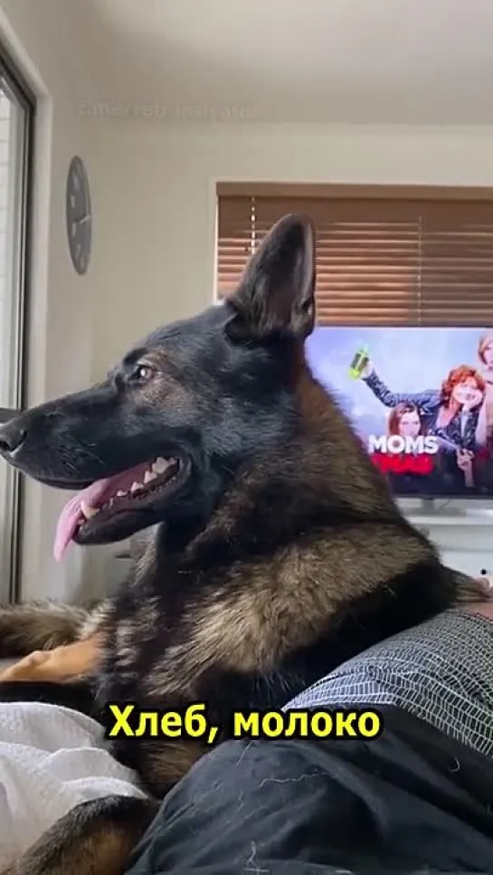 PoliceDog