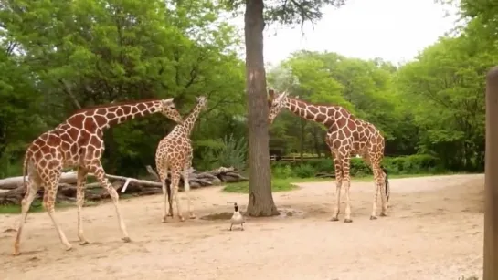 Goose fights off three giraffes