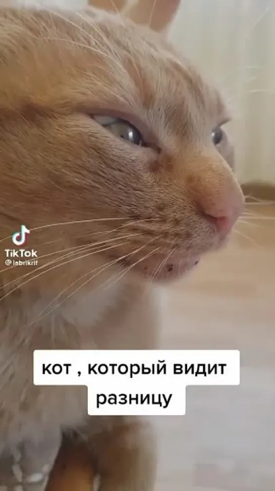 Коту не понравился корм