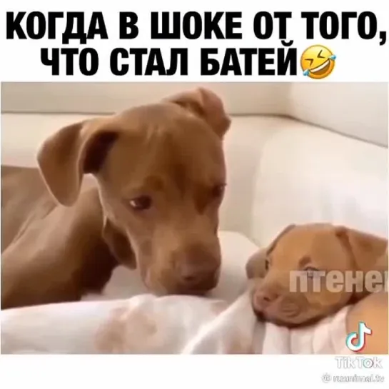 Стал батей