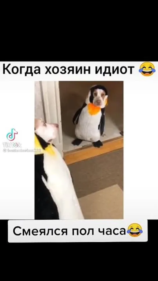 Когда хозяин идиот