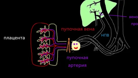 Кровообращение ребенка сразу после рождения