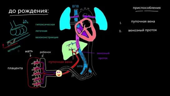 Кровообращение плода непосредственно перед рождением