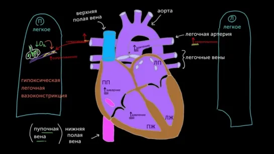 Овальное окно и артериальный проток