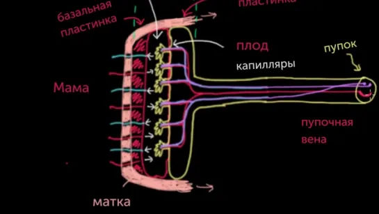 Пупочные сосуды и венозный проток