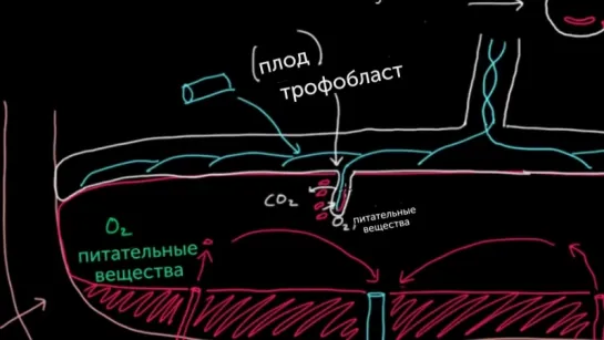 Знакомство с плацентой