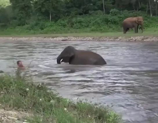 Видео от Типичный выживальщик