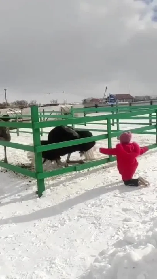 Видео от Смешные животные