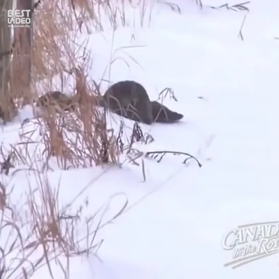 Видео от Паблик Тюмень