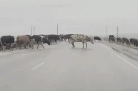 Видео от Паблик Тюмень