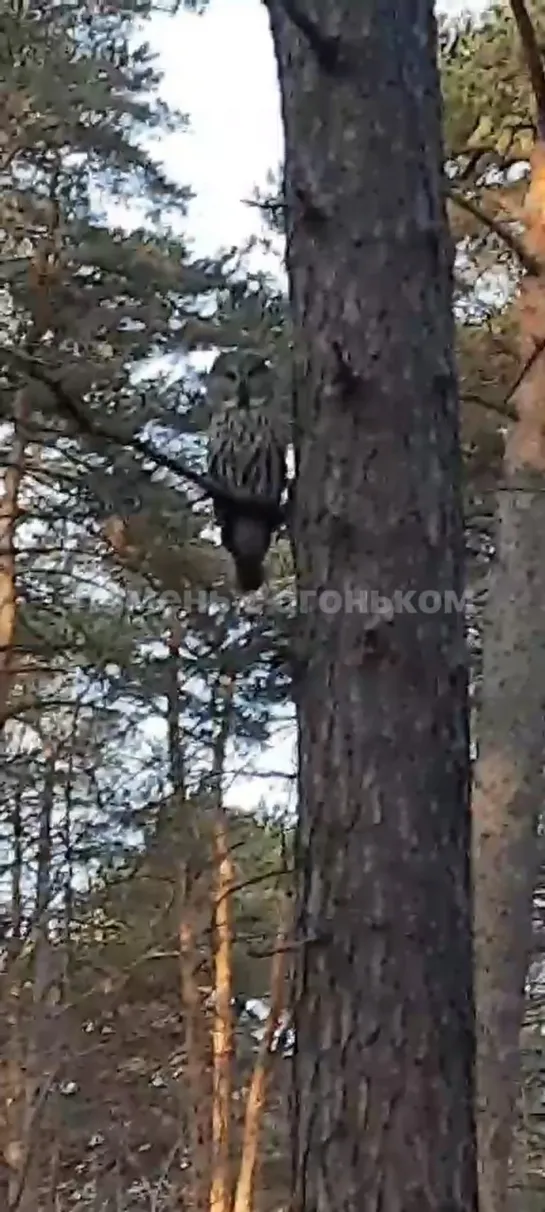 Видео от Паблик Тюмень