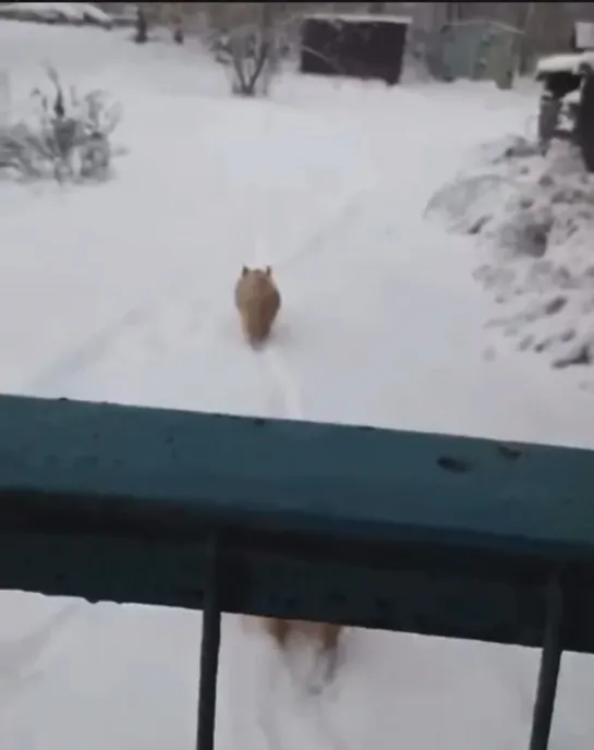 Видео от Паблик Тюмень