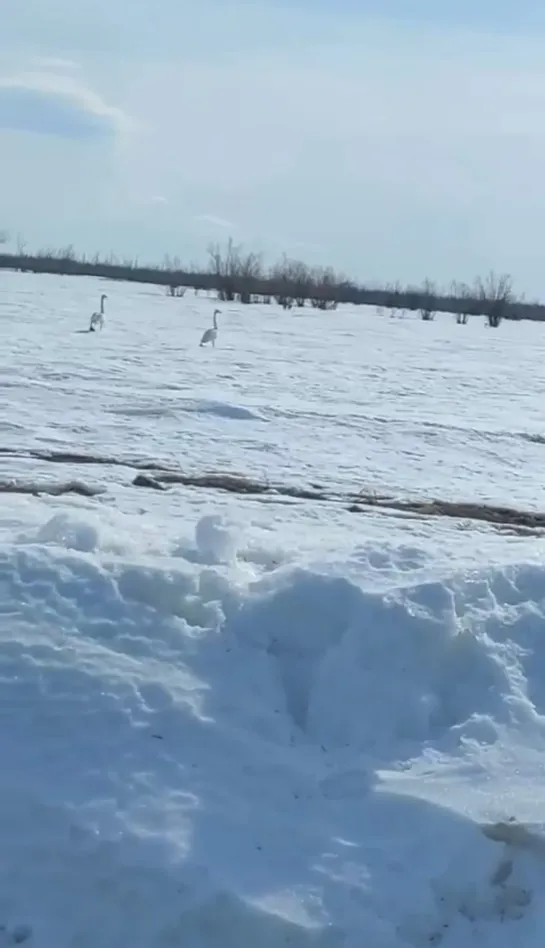 Видео от Паблик Тюмень