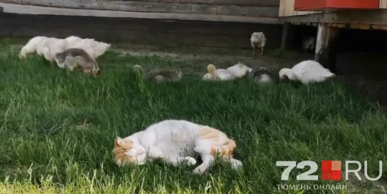 Видео от Паблик Тюмень