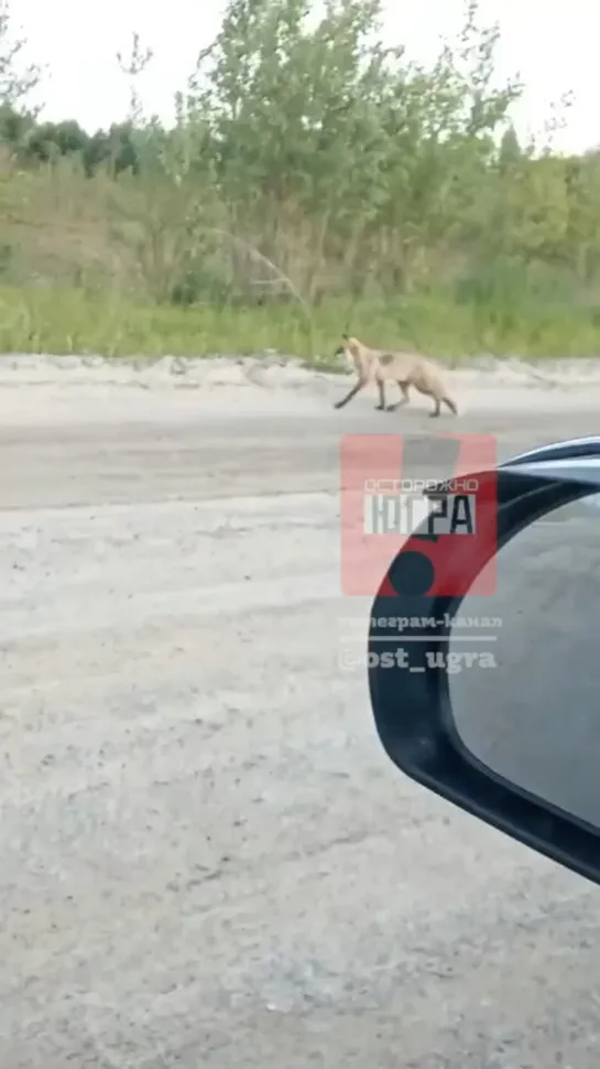 Видео от Паблик Тюмень