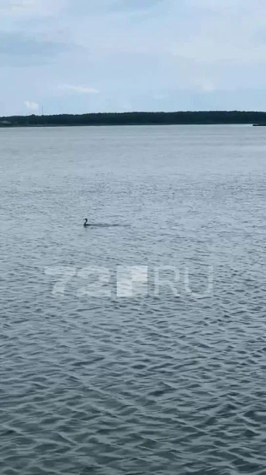 Видео от Паблик Тюмень