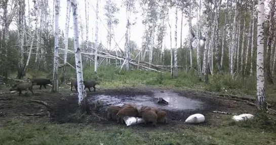 Видео от Паблик Тюмень