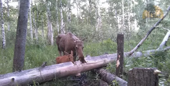 Видео от Паблик Тюмень