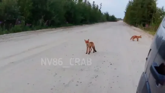 Видео от Паблик Тюмень