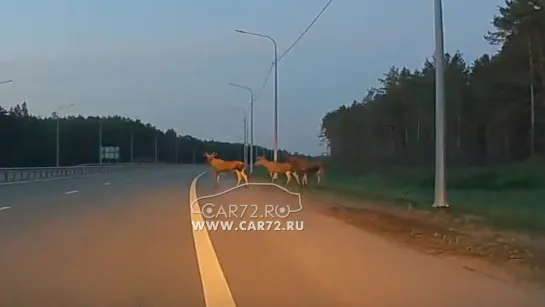 Видео от Паблик Тюмень