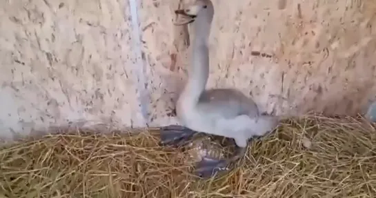 Видео от Паблик Тюмень