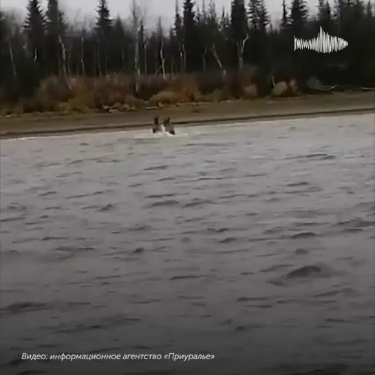 Видео от Паблик Тюмень