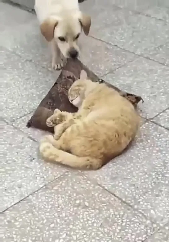 Видео от Паблик Тюмень