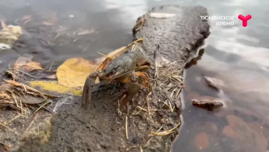 Видео от Паблик Тюмень