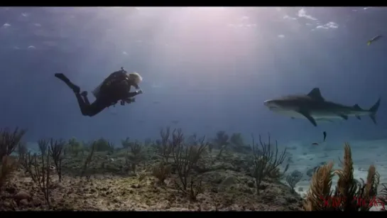 Акулы Sharkwater - Change Your Perspective