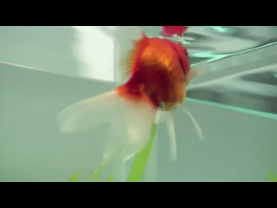 goldfish - short film