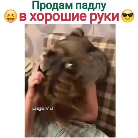 Хозяйка наводит порядок.🤣