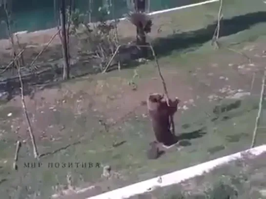 Когда мама вернулась с родительского собрания😂👍🐻