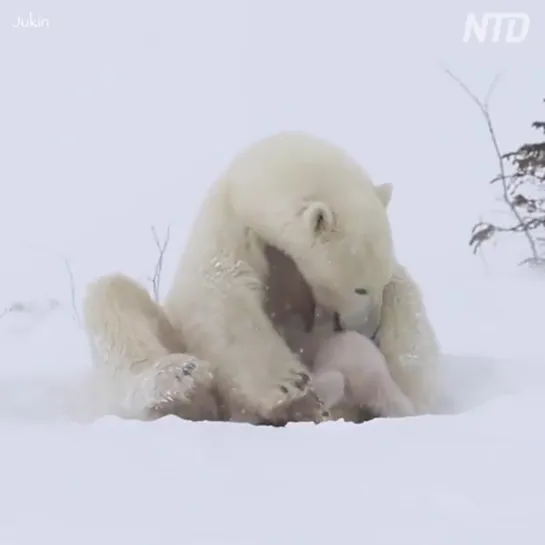 Материнский инстинкт, сильнее всего на свете 😘