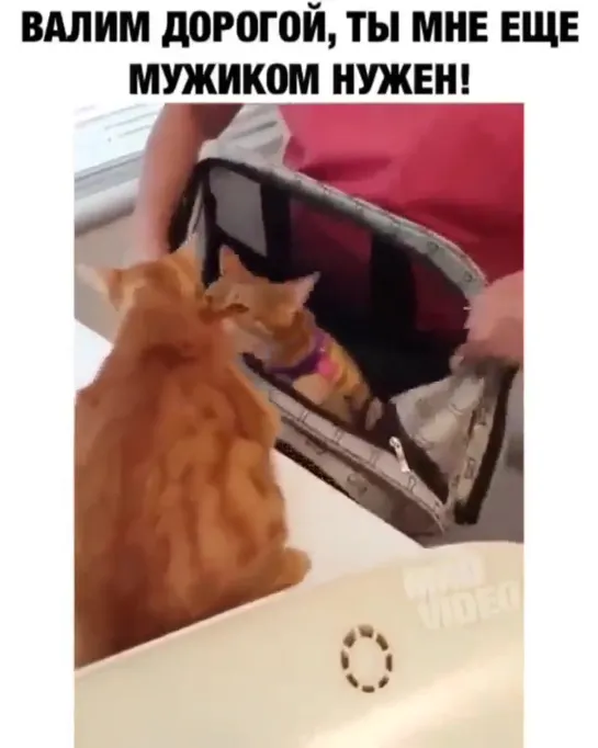 Хотели кастрировать кота🤣