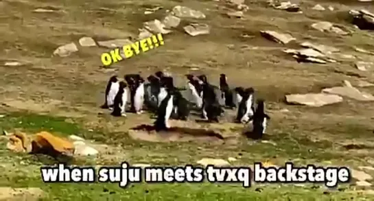 when suju meets tvxq backstage