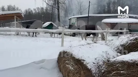 Видео от ЕНОТЫ РФ