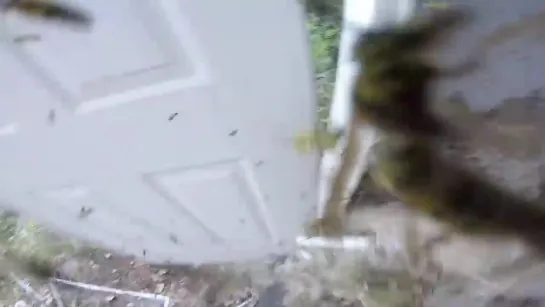 Huge Hornet Nest Removal