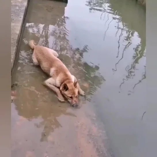 Видео Собака бабака