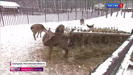 Видео от ПЕРВЫЙ НОВОСТНОЙ