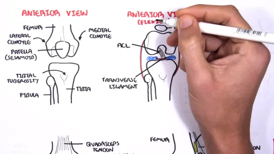 Клиническая анатомия коленного сустава  Анатомия в схемах
